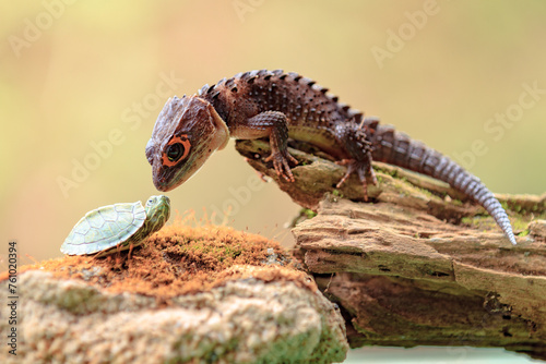 A Red Eared Slider (Trachemys scripta elegans) and a Red Eyed Crocodile Skink (Tribolonotus Gracilis), animal closeup  photo