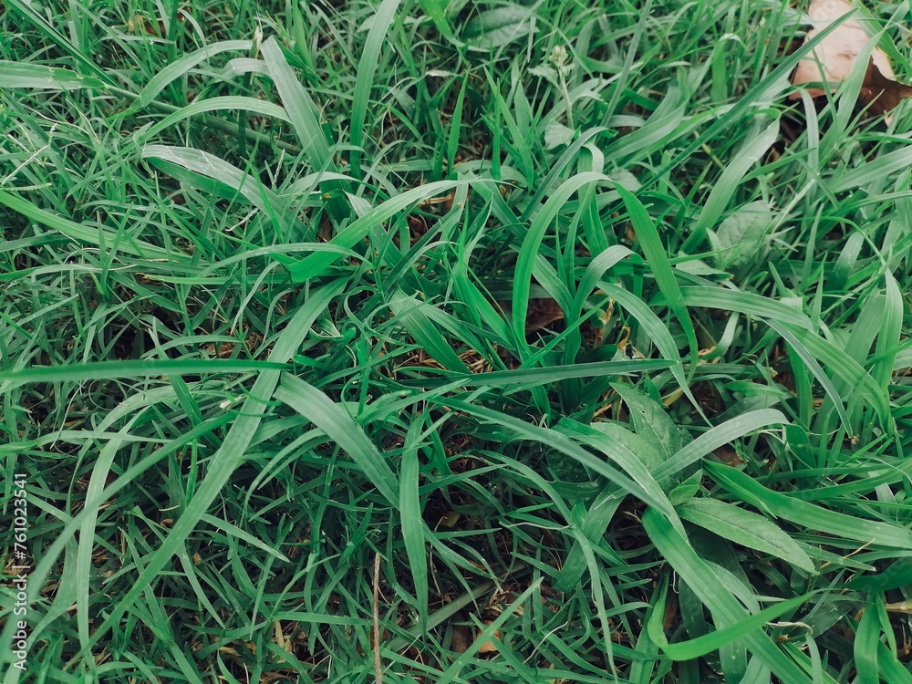 Green grass leaves background or texture