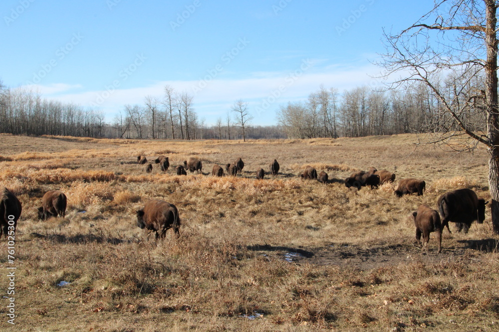 Fototapeta premium Herd In The Field, Elk Island National Park, Alberta