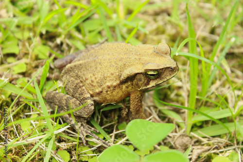 Rhinella ornata frog, formerly Bufo ornatus or Rhinella ornatus, known as Cururuzinho Toad or Forest Frog. Species of amphibian, endemic to Brazil, from the Bufonidae family. In a natural environment.