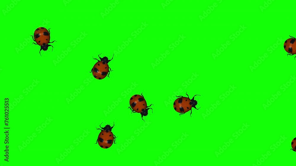 Swarm of Common Red Ladybird Beetle Bugs - Randomly Crawling Over ...