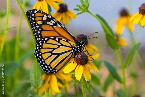 Monarch butterfly © Ajax9