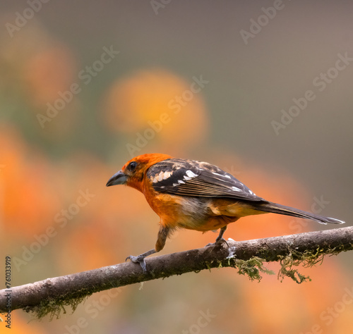 Bright orange male adult Flame-colored Tanager on a branch with orange blossoms in background