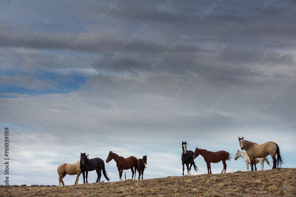 Fototapeta premium Horse on meadow
