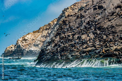 Sea lions on the rocks