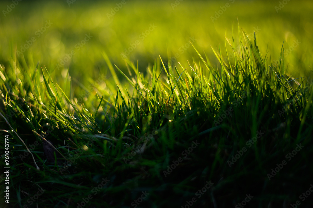 Obraz premium green grass, sunshine 