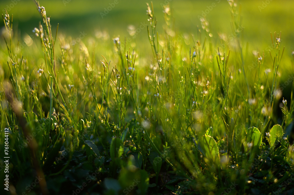 green grass, sunshine 