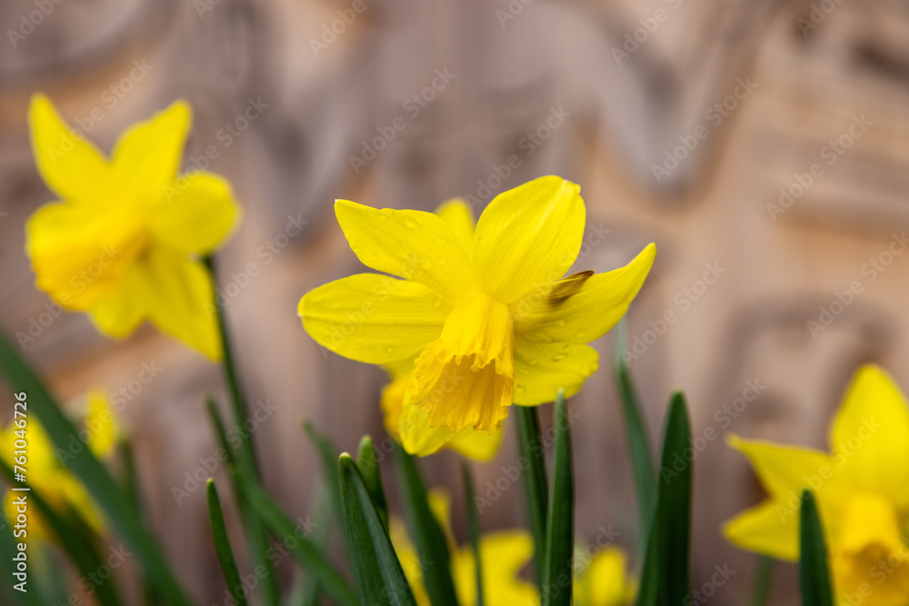 Obraz premium yellow daffodils in spring