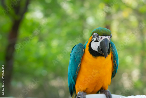 Image of Ara ararauna parrot sitting on a sunflower stem