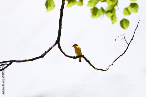 Image of a Yellow-rumped Flycatcher perched on a tree branch hunting for prey