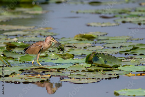 Image of a Chinese Little Bittern hunting for food in a pond full of water lilies