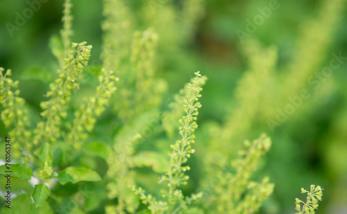 Basil plant in the garden,Thai herb,selective focus