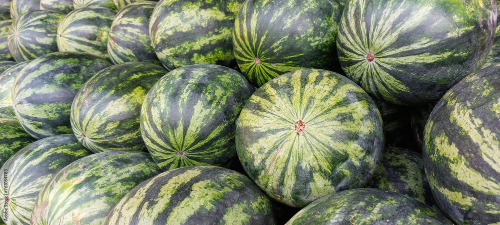 banner of ripe whole watermelons lie on a market showcase, fruit texture or background