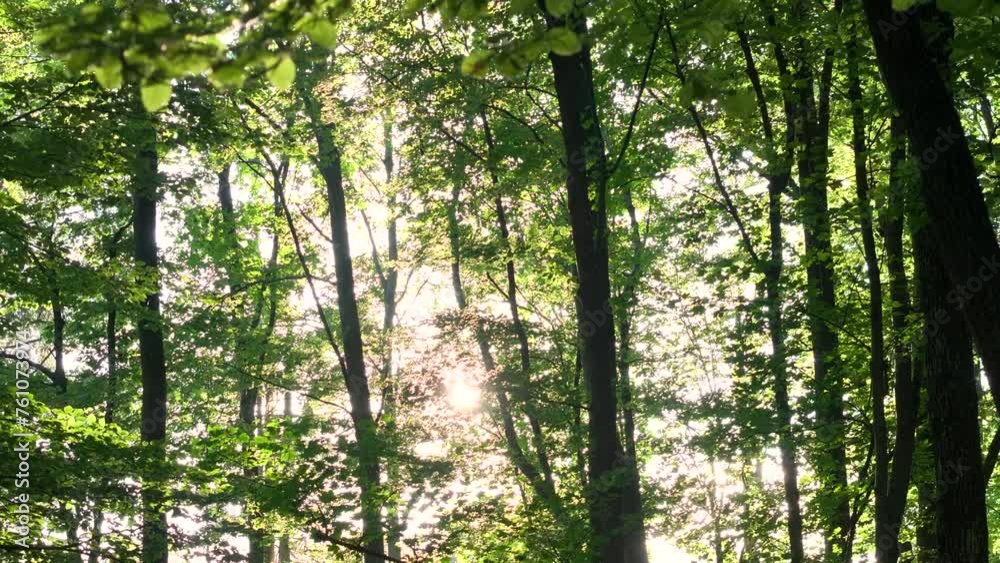 AERIAL, LENS FLARE: Golden sun rays pierce through a lush forest's canopies, casting a golden glow and creating a tranquil, enchanting woodland scene. Spring sun illuminates the tranquil green forest.