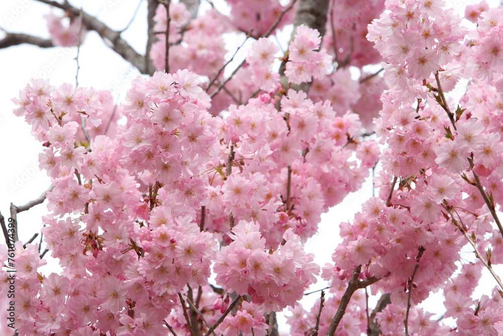 Obraz premium 満開の八重紅彼岸桜