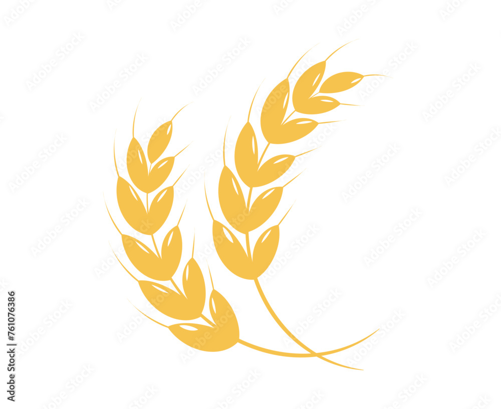 Rice panicles. Wheats rye rice ears isolated on white background. Premium quality rice. Vector illustration Rice panicles. Wheats rye rice ears isolated on white background. Premium quality rice. Vector illustration