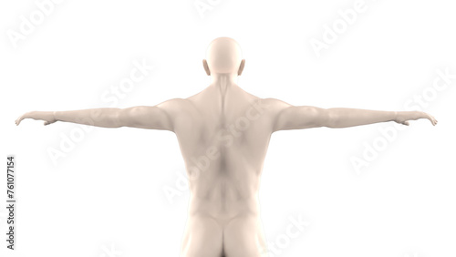 Human Body Backside