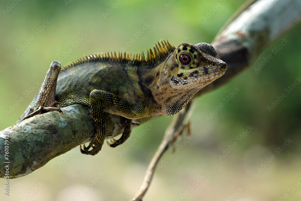 Fotografie lizard, gonocephalus, angle head lizard, a gonocephalus lizard perched on a log