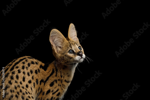 Closeup Serval Cat with spotted fur, looking up isolated on Black Background in studio, side view