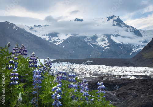 Lupine flowers and snow covered mountains of Vatnajokull glacier in Skaftafell National Park in south Iceland photo