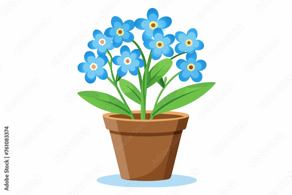 forget me not flower in pot on white background forget me not flower in pot on white background