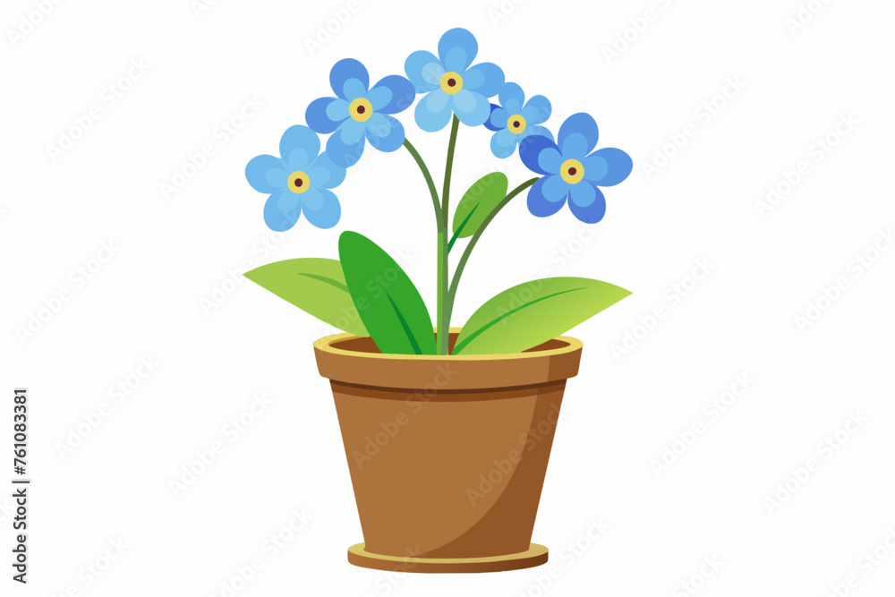 forget me not flower in pot on white background forget me not flower in pot on white background