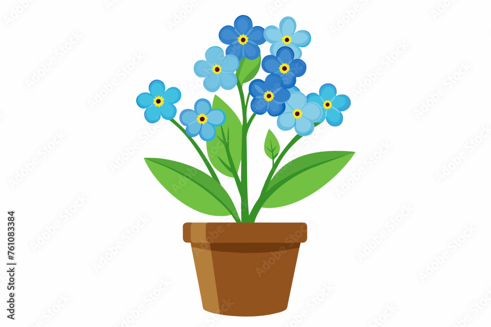 forget me not flower in pot on white background forget me not flower in pot on white background