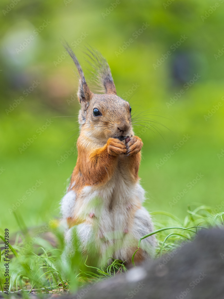 Squirrel eats a nut while sitting in green grass. Eurasian red squirrel, Sciurus vulgaris Squirrel eats a nut while sitting in green grass. Eurasian red squirrel, Sciurus vulgaris