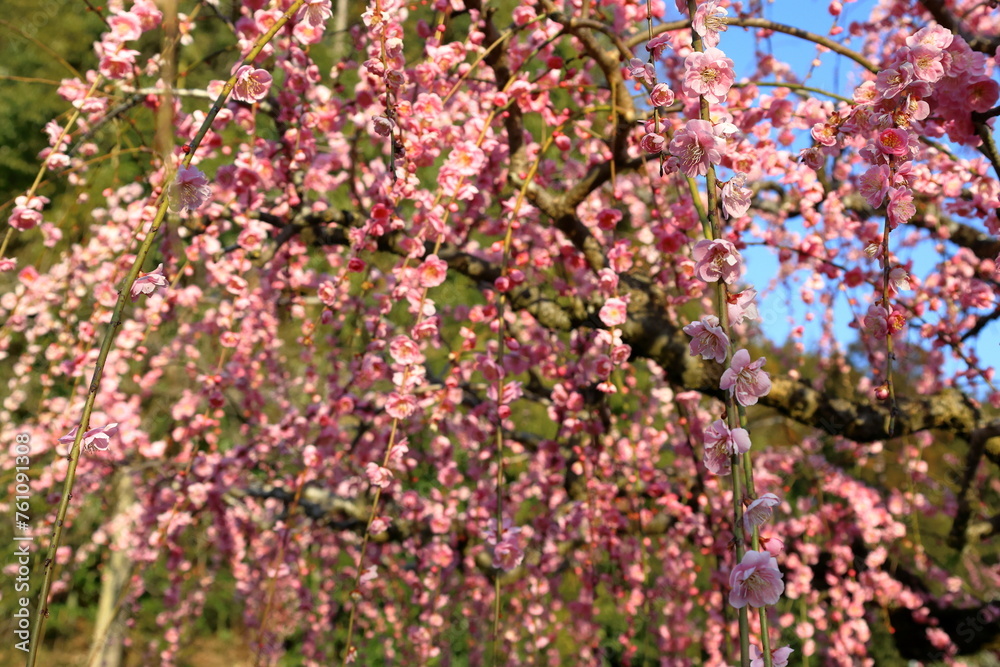 春　梅の花　梅の木