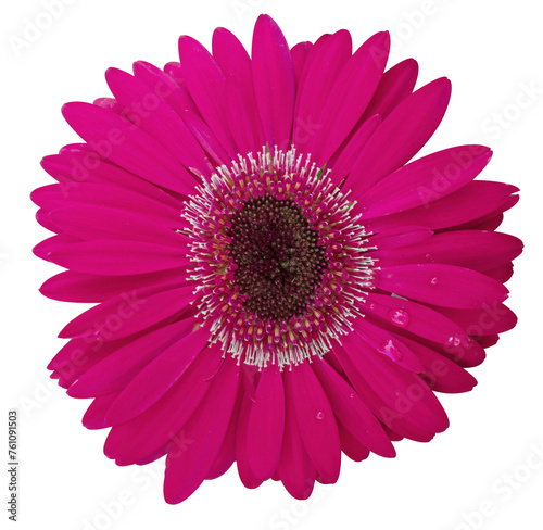 Beautiful pink daisy flower on isolated transparent background. Tropical flowering plants concept