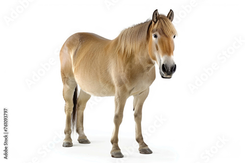 A portrait of a Przewalski's horse in a studio setting, isolated on a white background © Venka