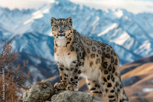 A portrait of a Tian Shan snow leopard in a natural setting © Venka