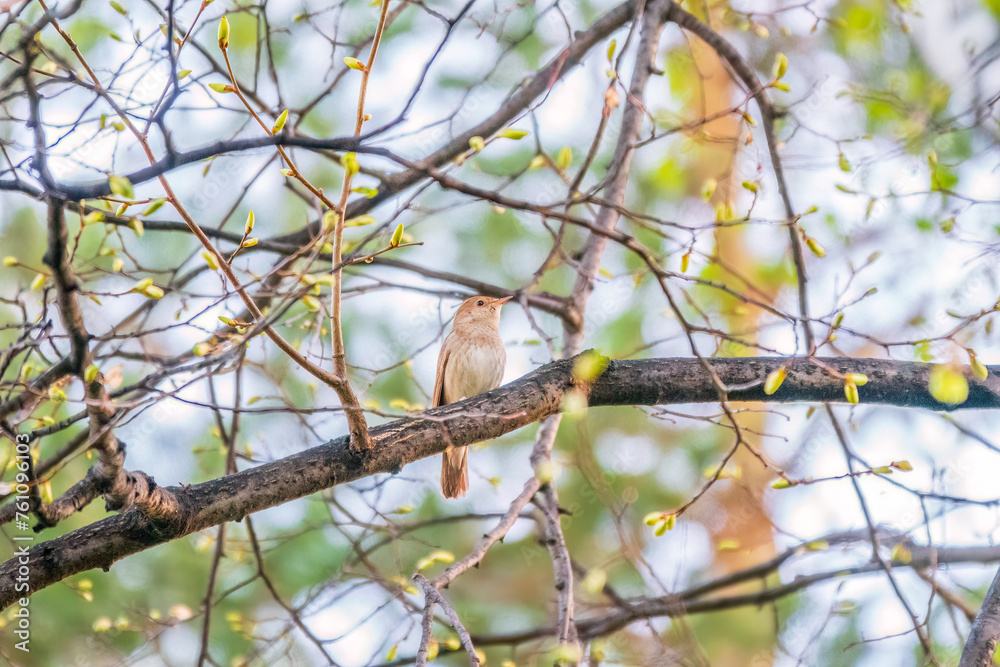 Thrush Nightingale, Luscinia luscinia. A bird sits on a tree branch and sings Thrush Nightingale, Luscinia luscinia. A bird sits on a tree branch and sings