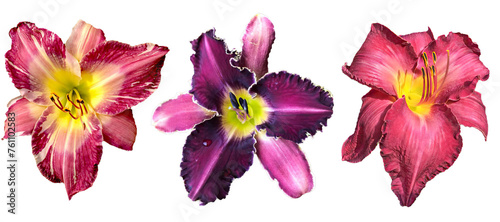  Set of 3 different Daylily  Hemerocallis   flowers isolated on transparent background 