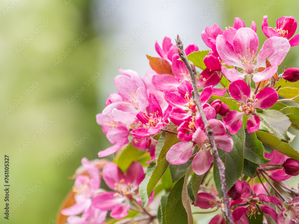 Fresh pink flowers of a blossoming apple tree with blured background