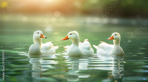 Three ducks are swimming in a pond. The water is calm and the sun is shining on the surface of the water © wanchai