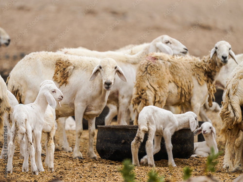 goat and sheep fram in saudi arabia desert