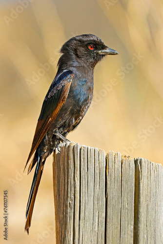 A fork-tailed drongo (Dicrurus adsimilis) perched on a stump, South Africa. photo