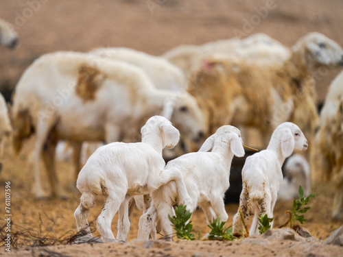 goat and sheep fram in saudi arabia desert