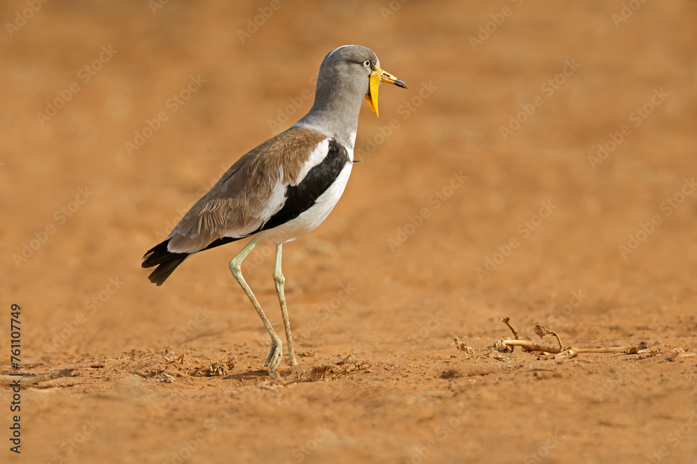 White-crowned lapwing (Vanellus albiceps) in natural habitat, Kruger National Park, South Africa. White-crowned lapwing (Vanellus albiceps) in natural habitat, Kruger National Park, South Africa.