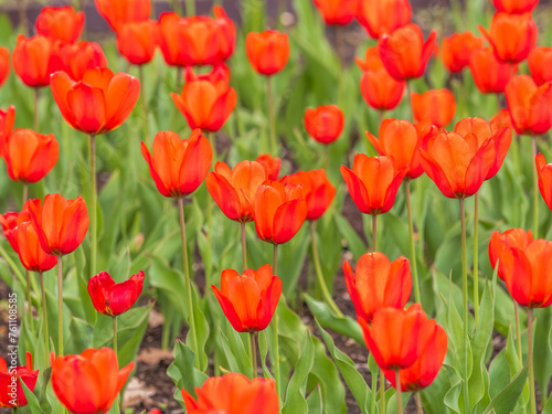 Colorful red tulips blossom in spring garden