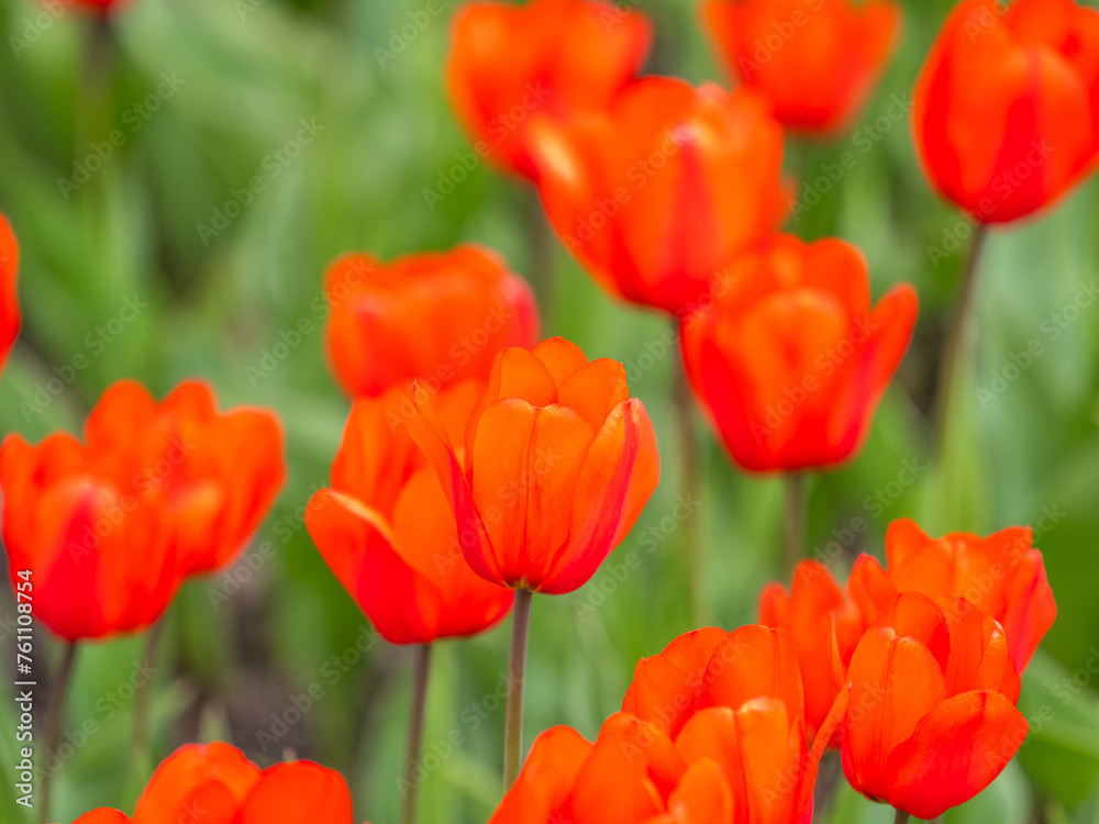 Colorful red tulips blossom in spring garden Colorful red tulips blossom in spring garden