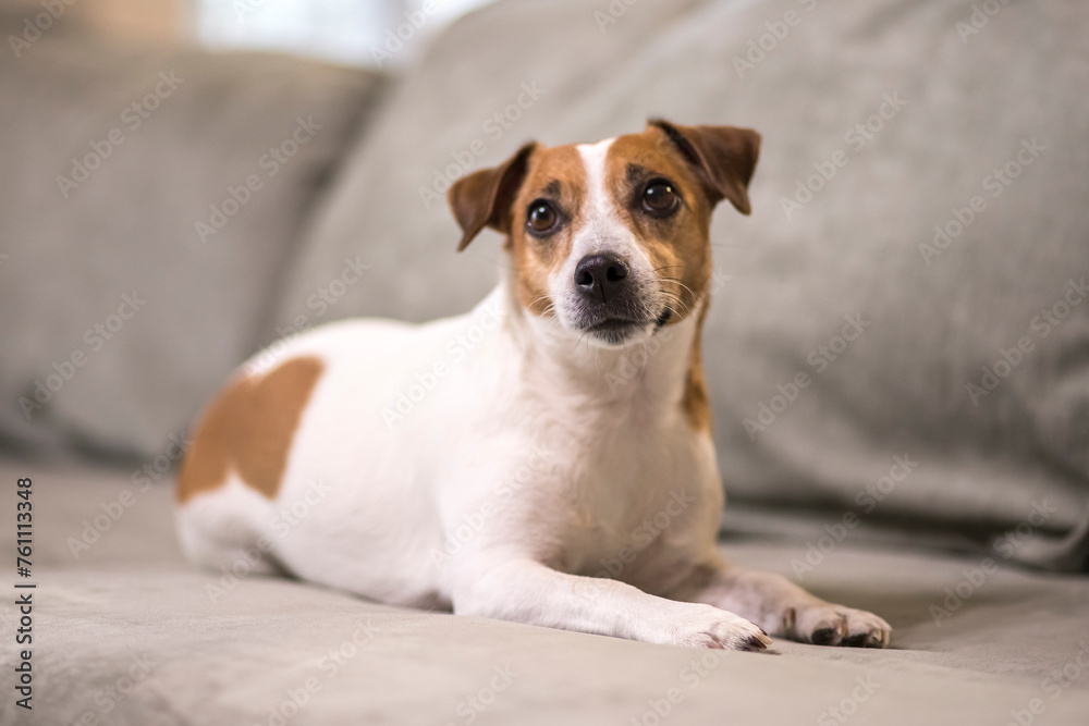 Jack Russell Terrier