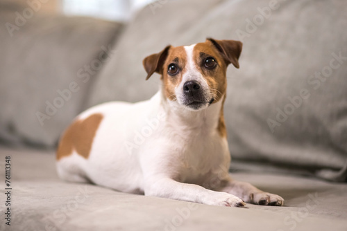 Jack Russell Terrier © OB production