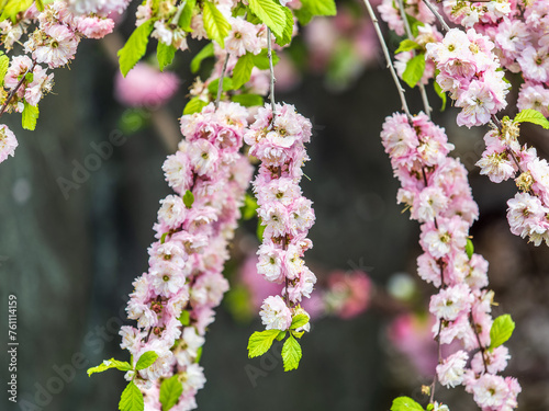 Beautiful Pink Flowers of Prunus triloba, Blossom, pink flowers. Prunus triloba, sometimes called flowering plum or flowering almond, a name shared with Prunus jacquemontii photo