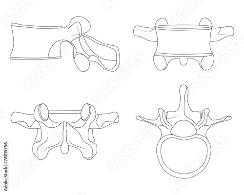 Healthy Lumbar Science Design Vector Illustration Diagram