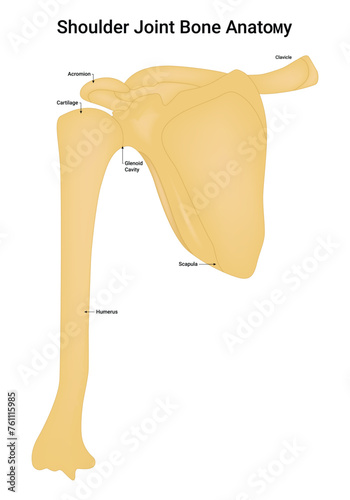 Shoulder Joint Bone Anatomy Science Design Vector Illustration Diagram