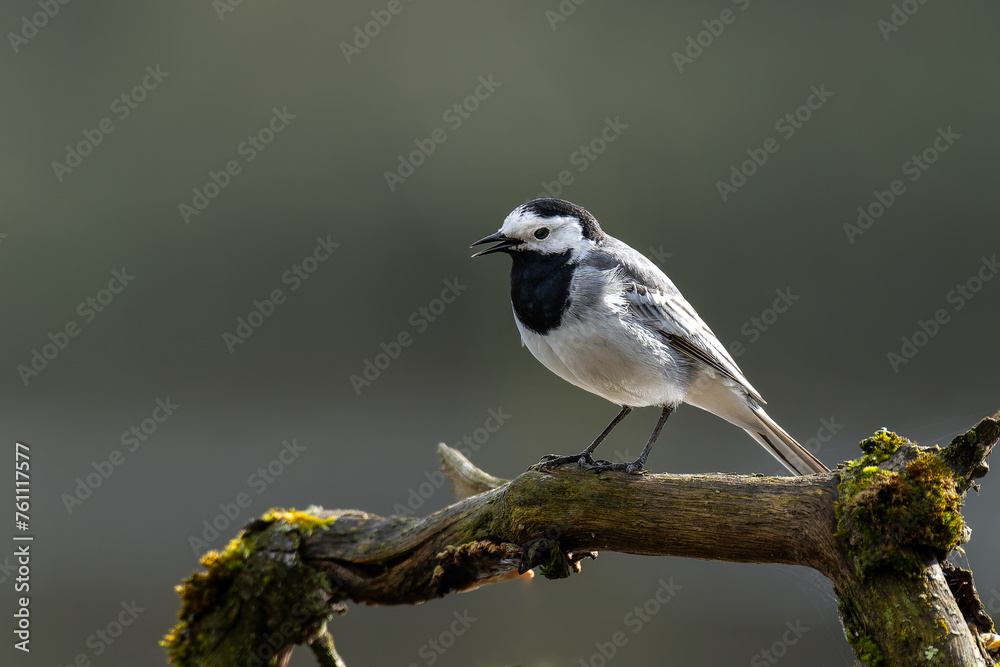 Obraz premium Bachstelze