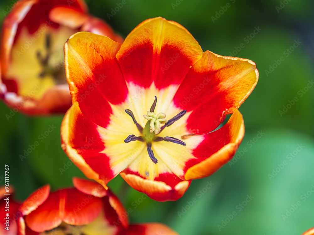 Colorful red tulips blossom in spring garden Colorful red tulips blossom in spring garden