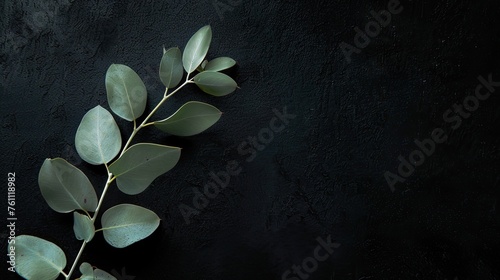 A single eucalyptus branch lies on a dark, textured background, presenting a mix of natural elegance and contemporary style.